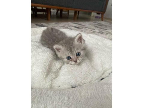 A Kalite Tuvalet Eğitimli Yavru Kediler