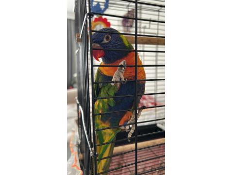 Rengarenk Lori Papağanı