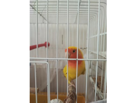 Cennet Papağanı 2 Yaşında Erkek