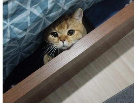 British Shorthair Golden Black Ny11