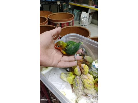 Prehistoricpets Garantisi İle El Besleme Sevdalar