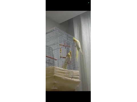 Kırmızı Göz Takım Sultan Papağanı