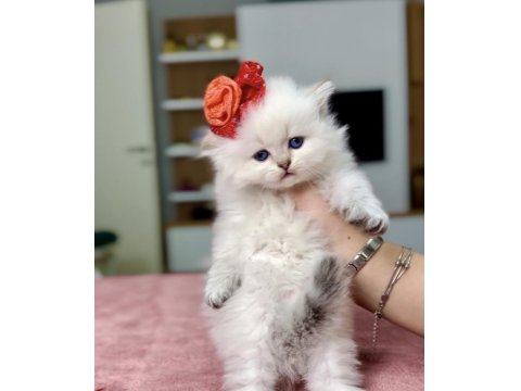 Orjinal British Longhair Erkek