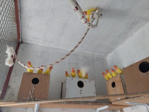 Lutino Sevda Papağanları