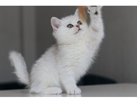 Full Şecereli Babadan Teslime Hazır Erkek Kedimiz