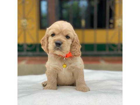 Sevimli Cocker Köpeği Yavruları
