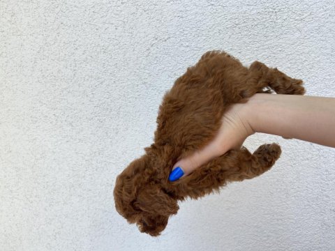 Toy Poodle Ev Doğumlu 35 Günlük Bebekler