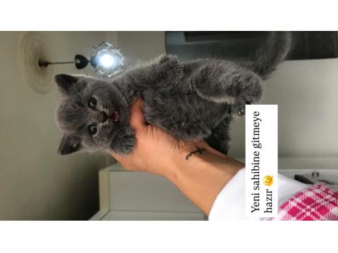 Bebek Gibi British Shorthair Yavrular