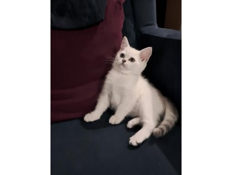 Dişi Silverpoint British Shorthair Yavru
