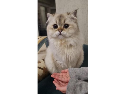 British Longhair Safkan Kedim