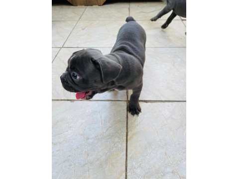 French Bulldog Köpeklerim