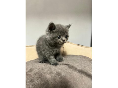 British Shorthair Ve British Longhair Yavrular