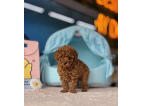 Irk Ve Sağlık Garantili Yavru Köpeklerimiz