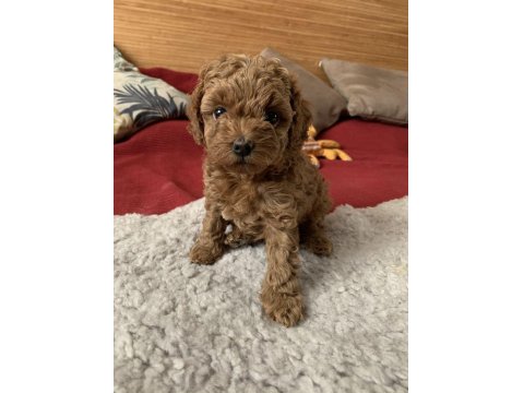 Sağlık Ve Irk Garantili Toy Poodle