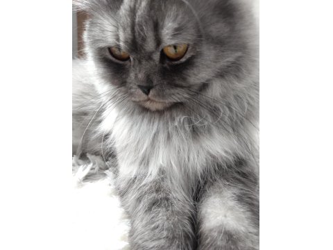 Muhteşem Güzellikte Ns11 Silver British Longhair Dişi