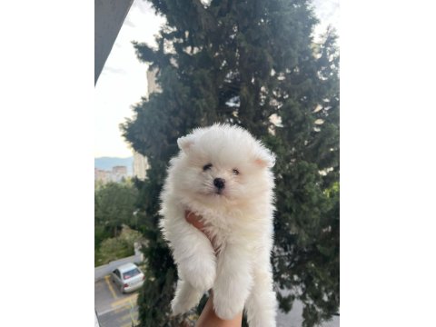 A Kalite Pomeranian Çanta Boy