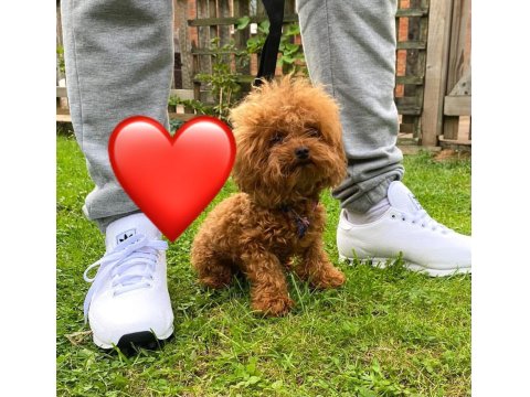 0 Boy Aileden Maltipoo Yavruları