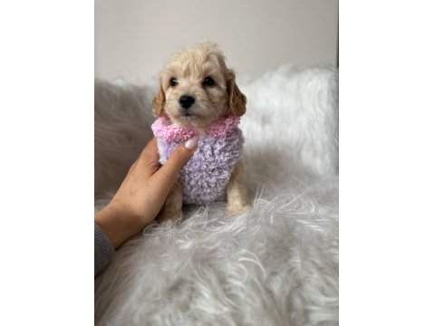 Orjinal Maltipoo Yavrular