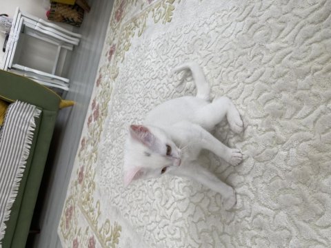 British Shorthair Dişi Kedimiz