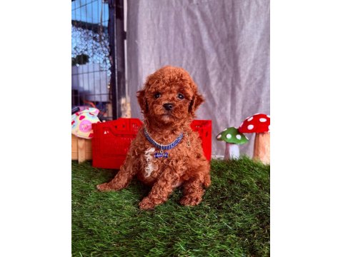 Safkan Cins Toy Poodle Yavrular