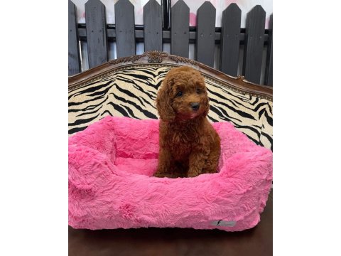 Özel Toy Poodle Cinsi Yavrular