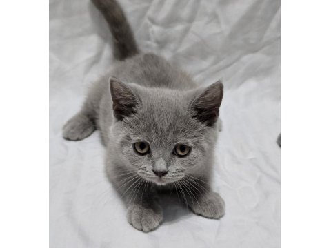 3 Aylık British Shorthair Sahiplendirme