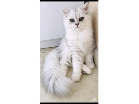 Silver Shaded British Longhair Erkek