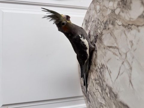 Sultan Papağanlar Sahiplendirilecek