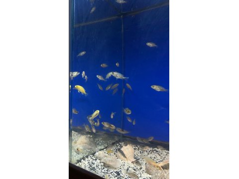 Üreticiden Cichlid Balıklar