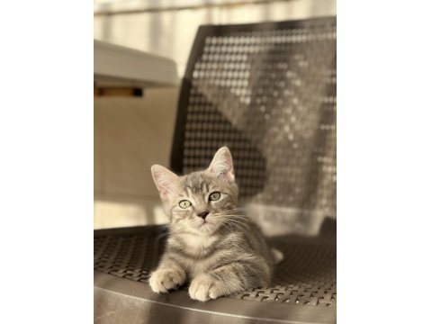 Rus-İran Kırması Yavru Kediler