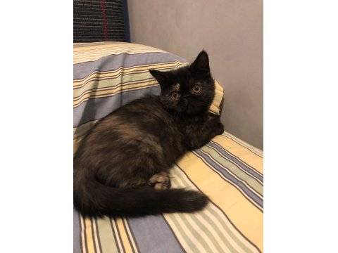 2.5 Aylık Dişi Exotic Shorthair