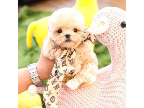 Kore Maltipoo Bebek Köpeklerim