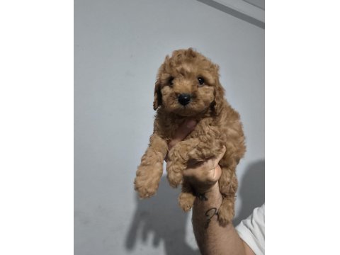 Toy Poodle Yavruları