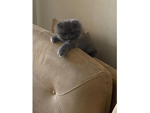 British Longhair Kedilerimiz 2 Tane