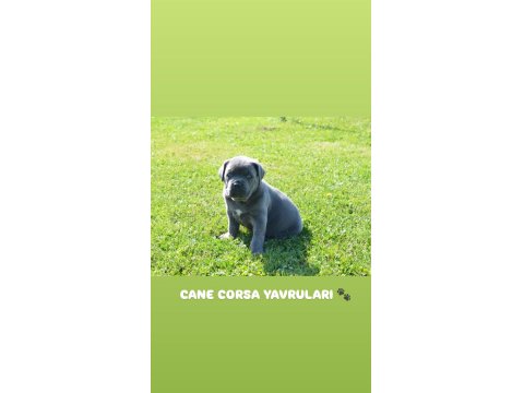 Dev Cane Corso Yavru Köpekleri