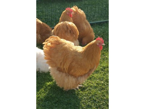 Üreticiden Sağlıklı Ve Irk Özellikli Orpington Civciv Ve Yumurta