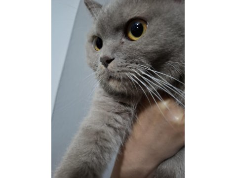 Kendi Kedilerim Acil Sahiplendirilecektir