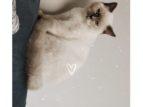 British Longhair Dişi Kedimiz