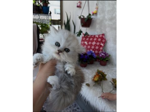 British Longhair Erkek Silver Yeşil Göz
