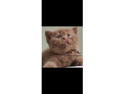 Dubai Çikolatası Tadında Chocolate British Shorthair