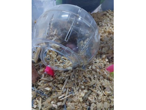 Büyümeyen Hamster