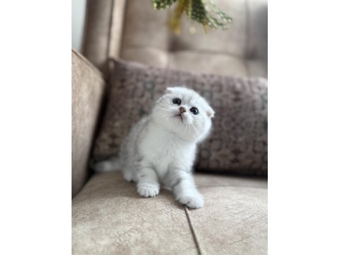 Wcf Kayıtlı Scottish Fold Shorthair Özel Yavrumuz