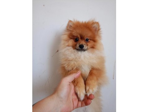 Pomeranian Erkek 5,5 Aylık
