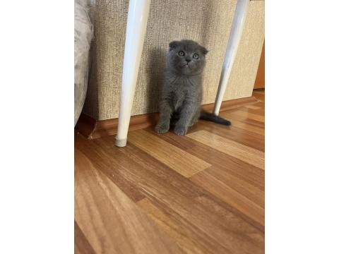 Scottish Fold Yavru