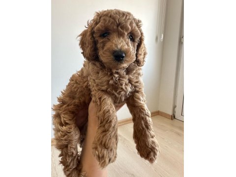 Anne Altından Toy Poodle Bebekler
