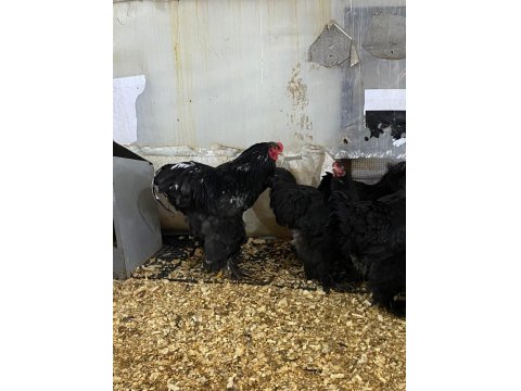 Black Brahma Kuluçkalık Yumurta