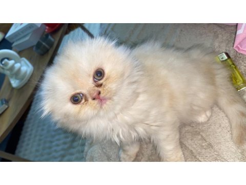 Dişi İran Persian 1.5 Aylık