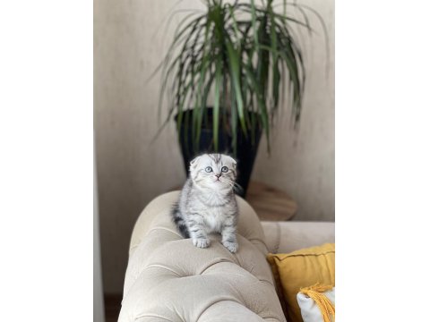 Teslime Hazır Sıfır Kulak Scottish Fold Güzellik