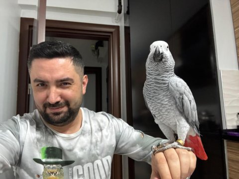 11 Aylık Eşsiz Güzellikte Ve Kalitede Jako Papağanı