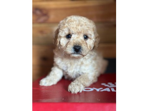 Yasal Üreticiden Saf Kan Poodle Yavrular